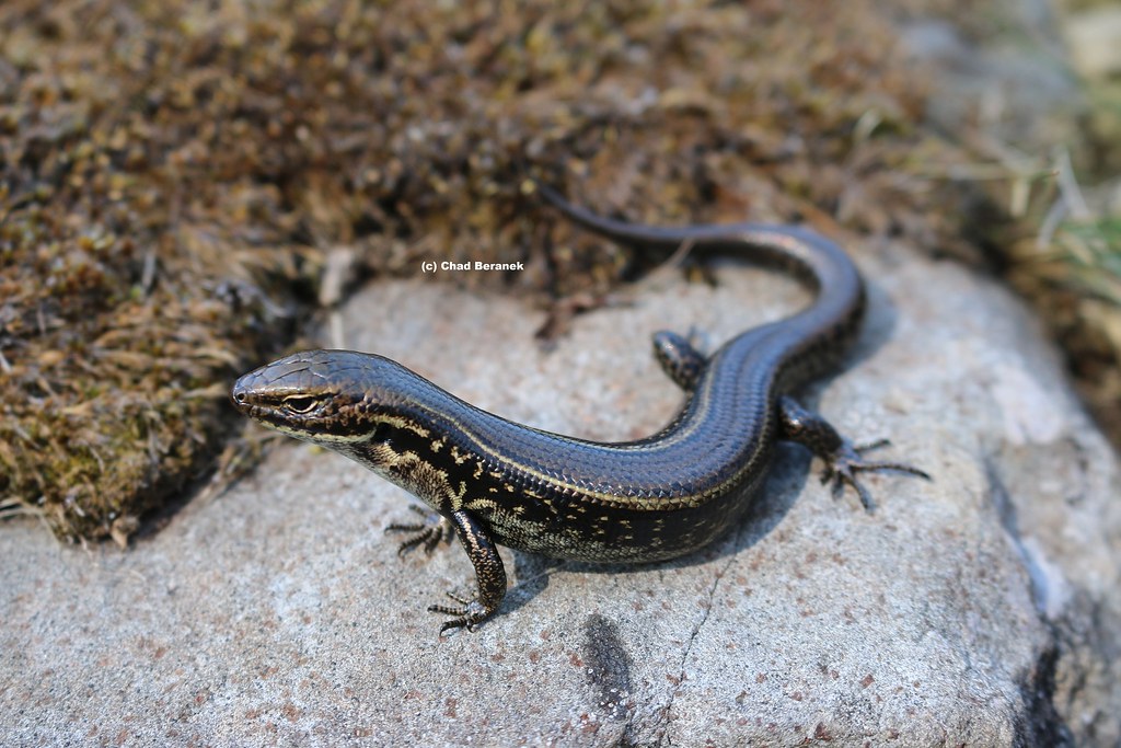 Alpine Water Skink (Eulamprus kusciuskoi) Chad Beranek