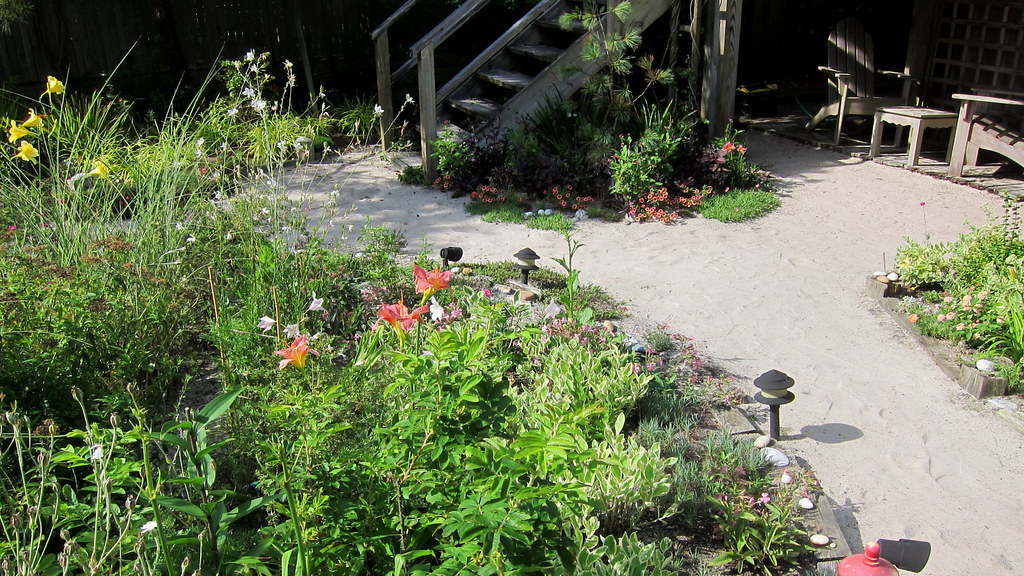 Hemerocallis 'Vera Biaglow', 'Statuesque' and 'Grape Magic… Flickr