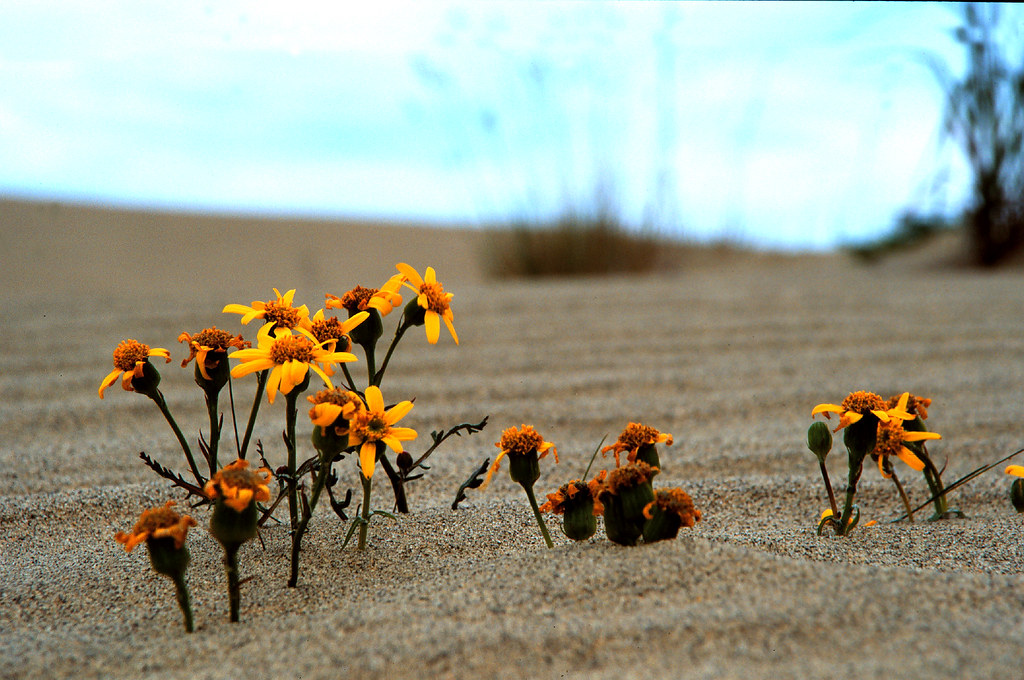 Flowers in the Sand Yellow composite flowers grow in the G… Flickr
