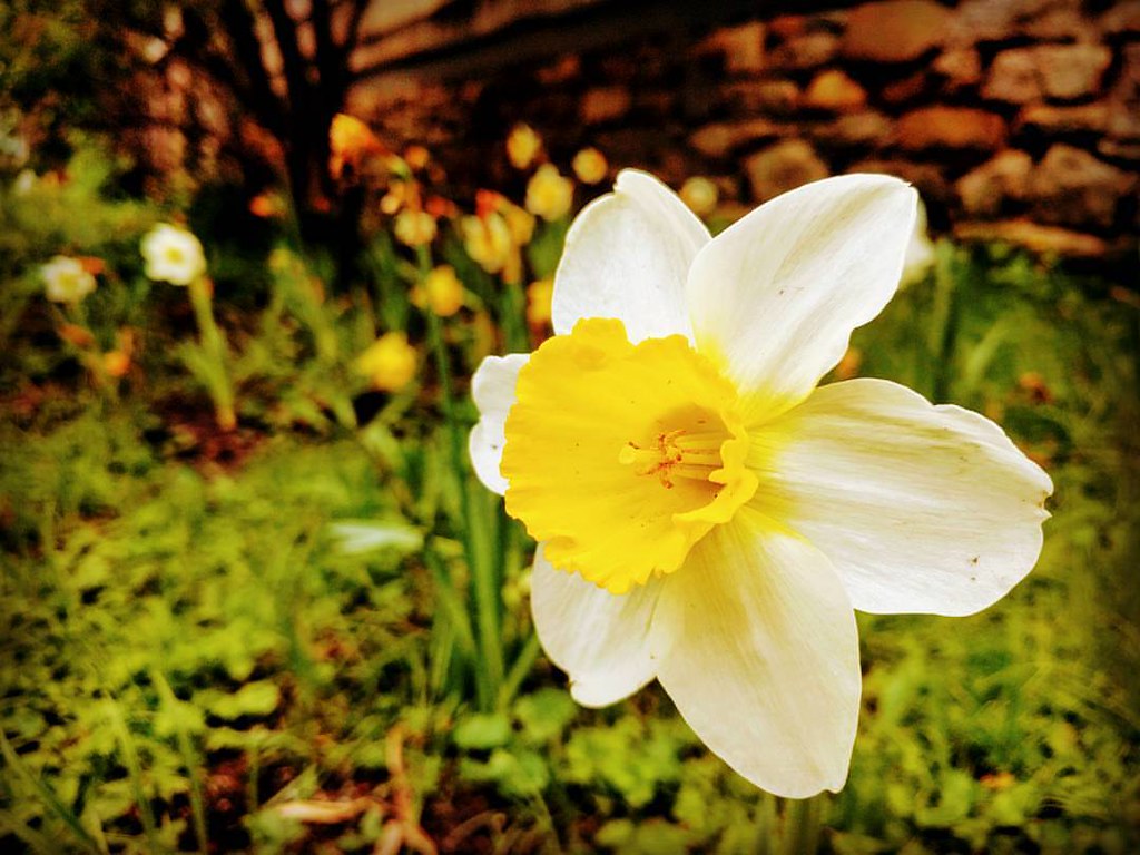 Flowers in bloom at FlushingMeeting Flushing Queens Wo… Flickr