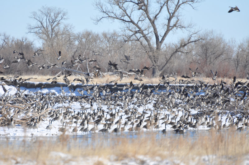 Nebraska Duck Hunt Waterfowl Family Expediions