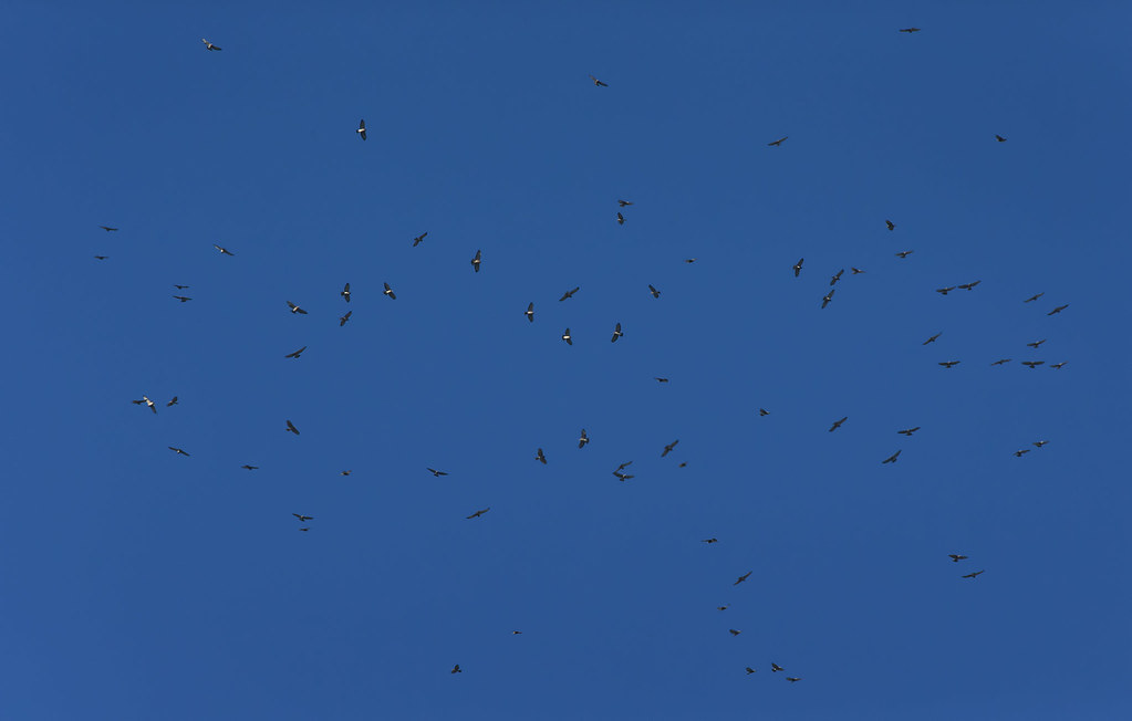 Broadwinged Hawk Kettle © Jim Gilbert 2015 all rights res… Flickr