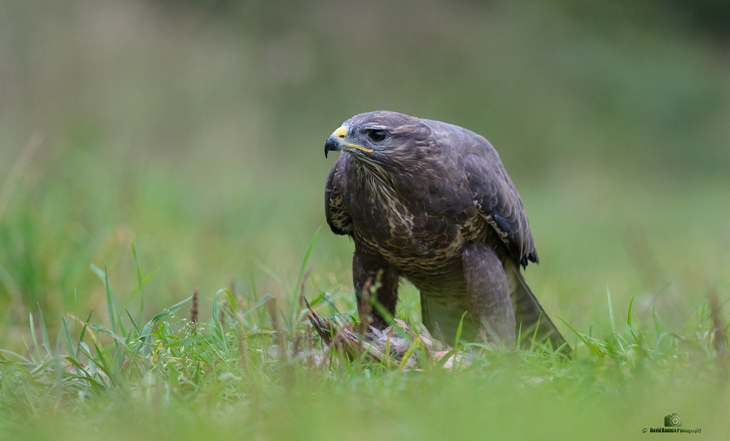 Buzzard with kill Lucky enough to be asked back to help on… Flickr