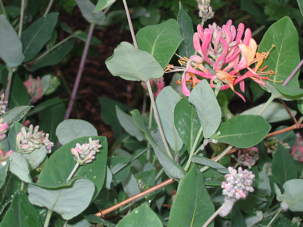 Lonicera species Honeysuckle. Semiwoody vines in full sun… Flickr