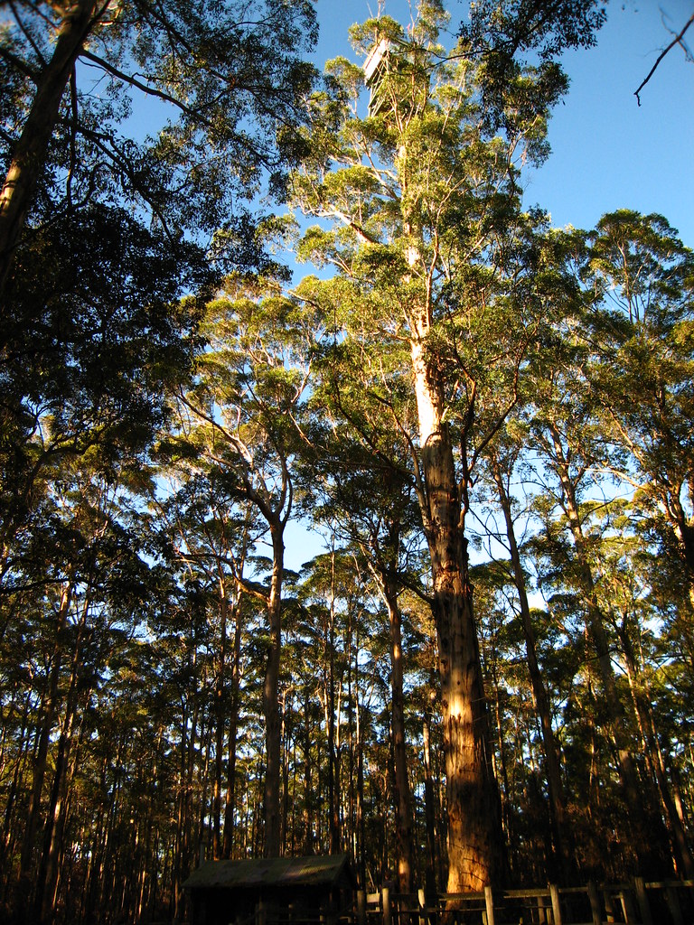 Diamond Tree a photo on Flickriver