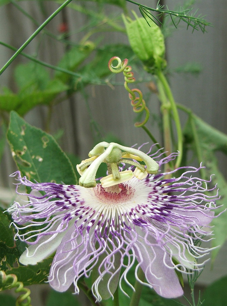 Passion fruit flower 3 From a wild vine growing in my gard… Flickr