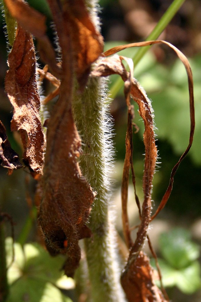 Plant detail / decay Till Westermayer Flickr