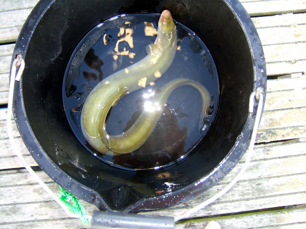 Eel Massive eel we caught in our crab pot. rach2k Flickr
