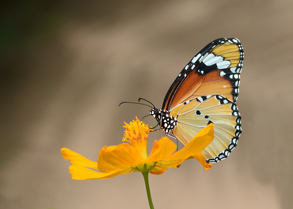 asian monarch butterfly The Banteay Srey Butterfly Centre … Flickr