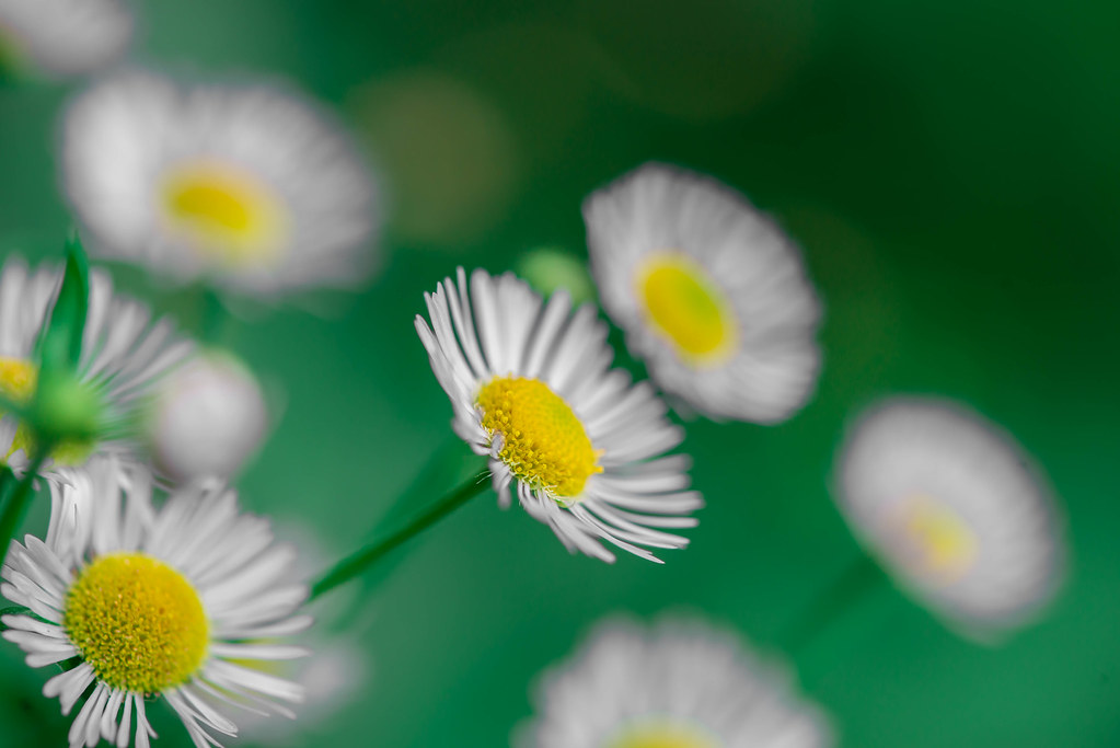 Flowers Strawberry Lake Park Toshiyasu Flickr