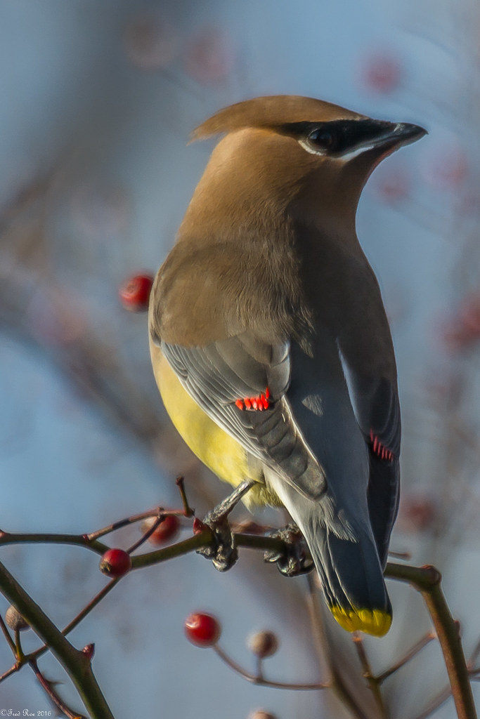 Showing why they're called waxwings Cedar Waxwing [Bombyci… Flickr