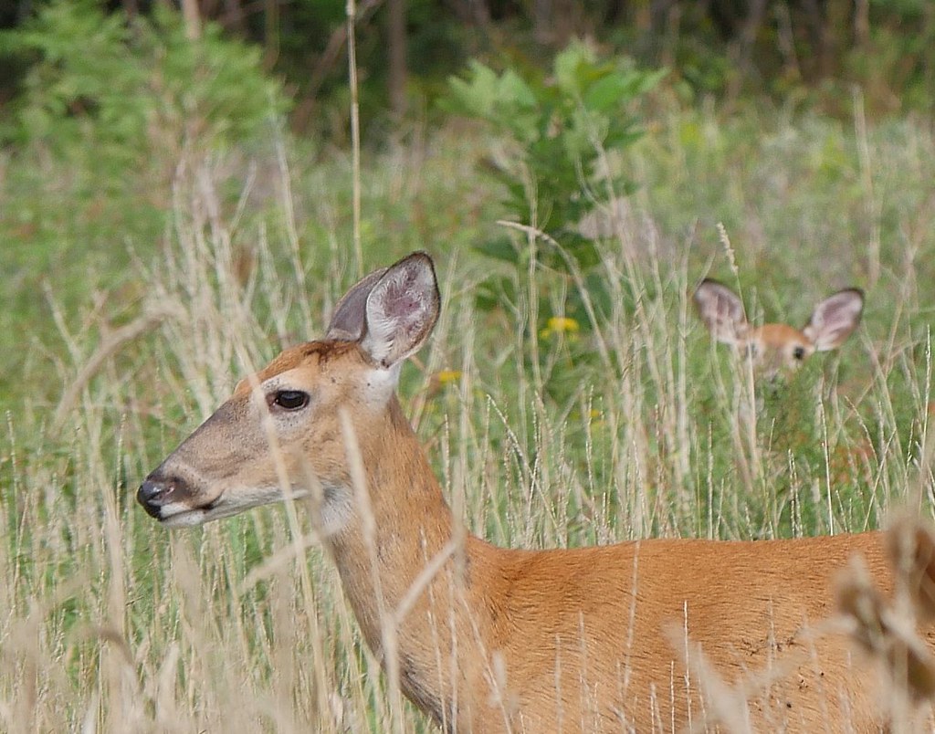 White Tailed Deer Kings Forest Park Red Hill Valley, Hamil… Flickr