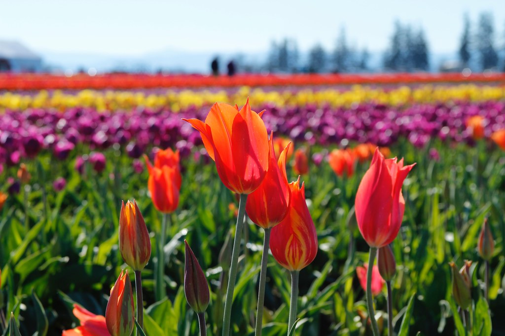 Wooden Shoe tulip farm, Oregon Springtime blooms Bonnie Moreland