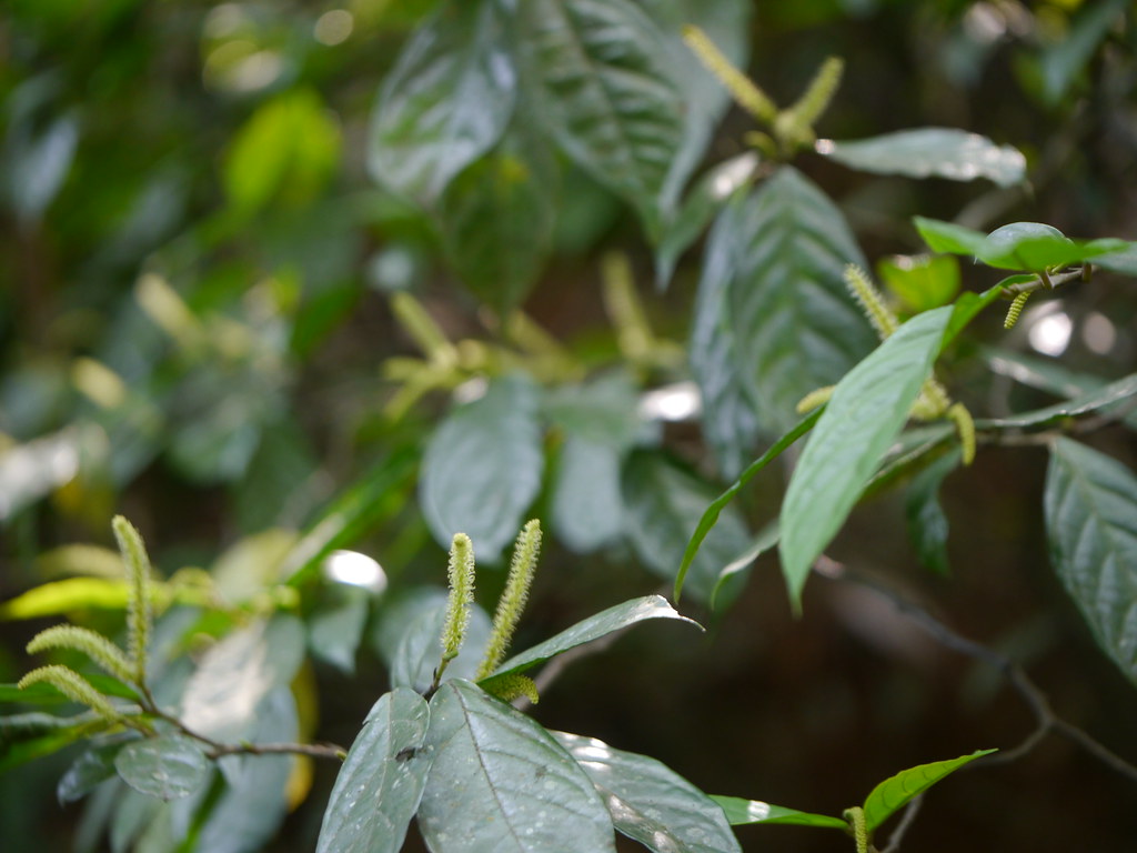 Kaalo Vilaunee (Nepali कालो विलौनी) Euphorbiaceae (castor… Flickr