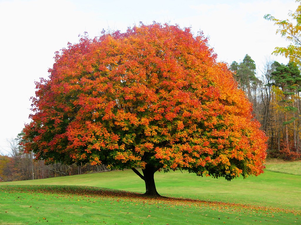 The splender of autumn Pennsylvania Jim Hoover Flickr