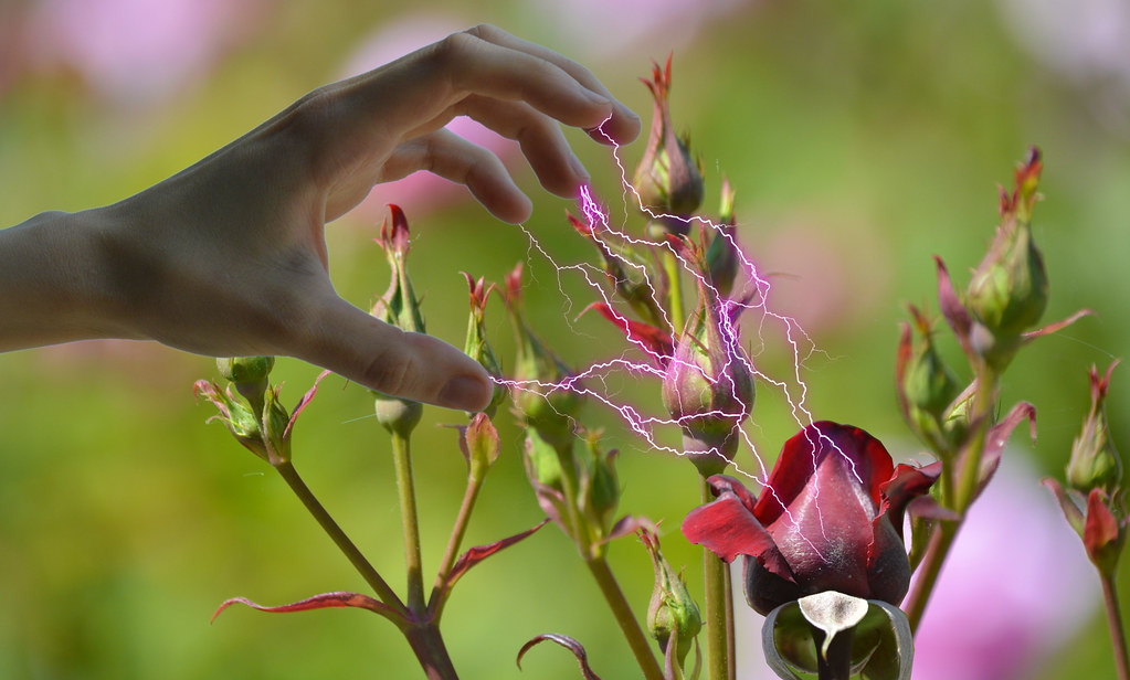 The Power How to make A rose Bloom... Just a simple reconf… Flickr