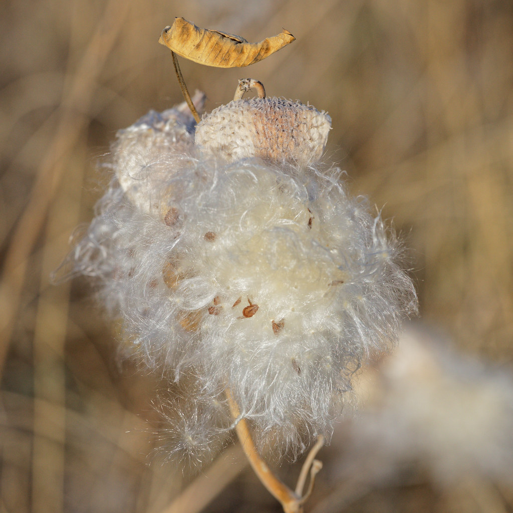 Cottonlike Seed/Weed David Stephens Flickr
