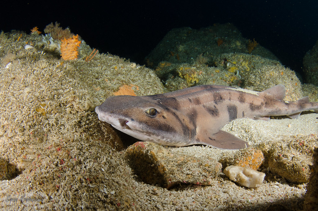 Carpet shark Carpet shark in Rikoriko cave, Poor Knights, … Flickr