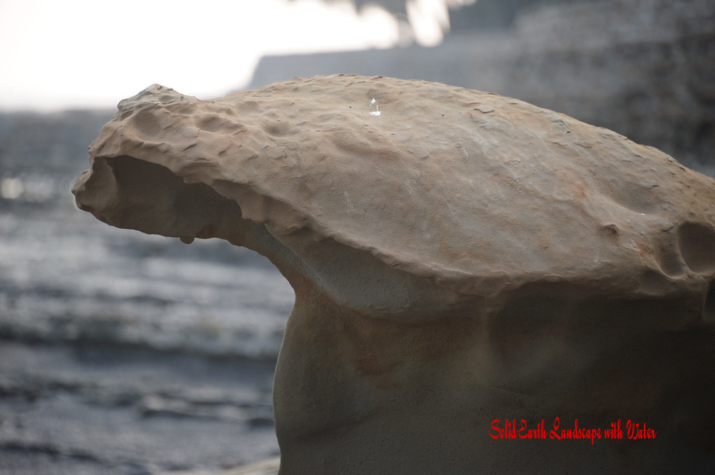 Marine animal "Devil's washboard"; 鬼の洗濯岩 Aoshima, Miyazaki… Flickr