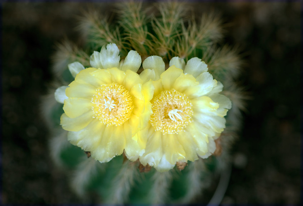 879 Précieuses ! Joyeuse Quinta Flowers ! The Best FAFlo… Flickr