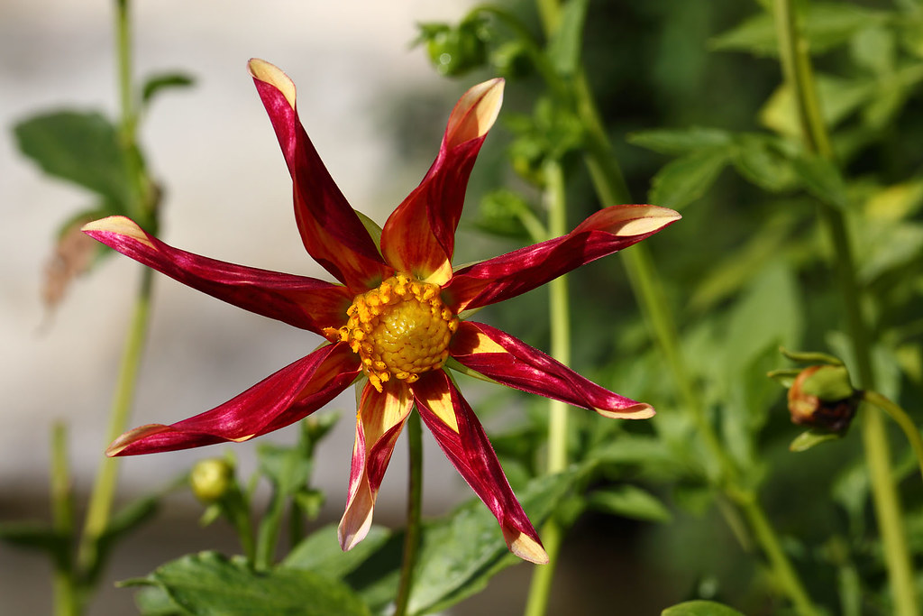 flowersplants057 autumn at the Merian gardens Basel Swit… Flickr