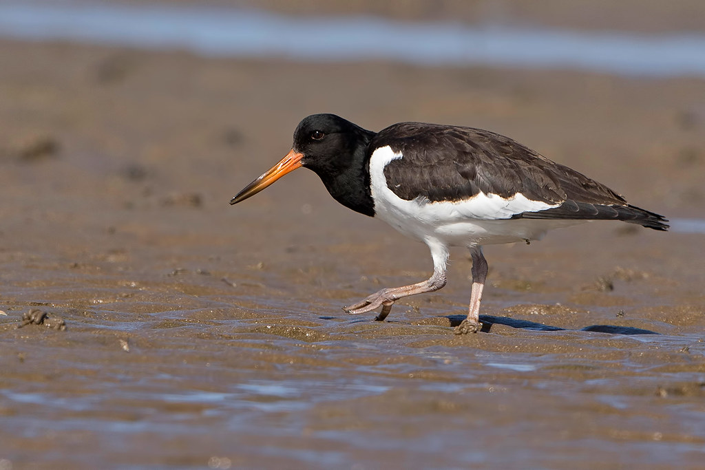 Juvenile Oystercatcher (Explored) Thanks for all your comm… Flickr