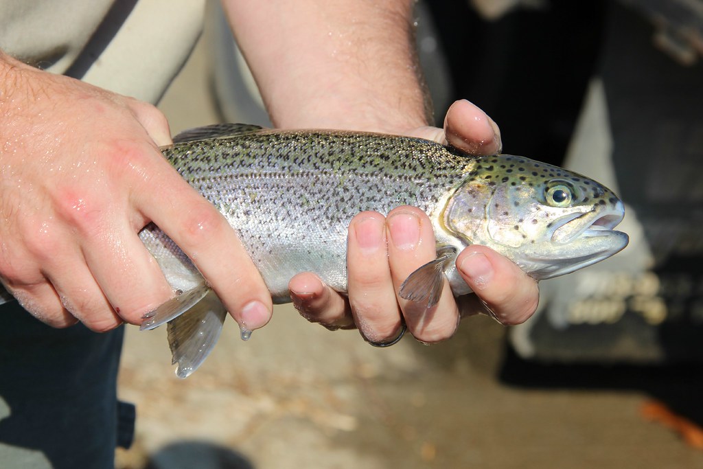 FS trout stocking 102316 Uploaded by PE park www.dcr.virgi… Flickr