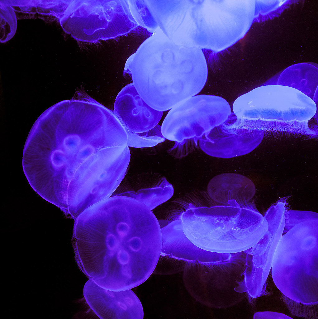 Jellies Boston Aquarium Photo CDR Flickr
