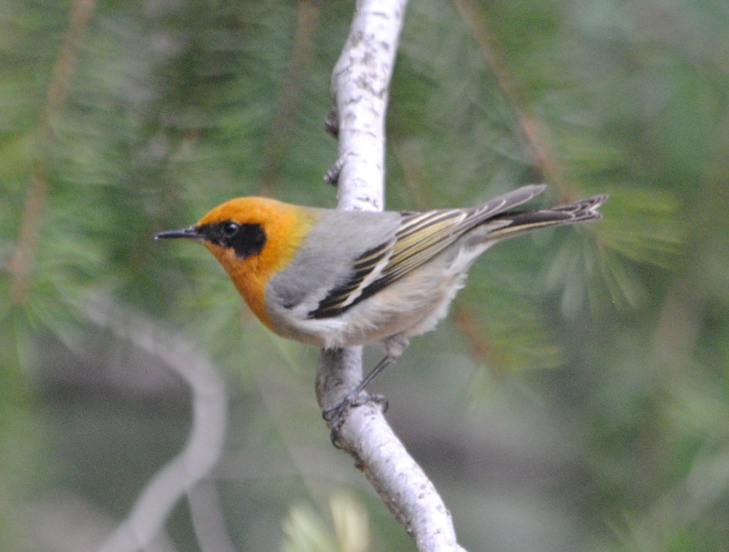 Olive Warbler Granville Campground, Greenlee Co., AZ Flickr