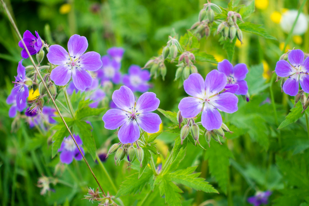 Flowers Just some pretty flowers. Sweden nillenilsson Flickr