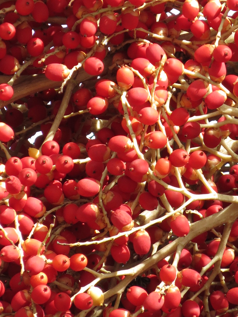 Christmas Palm Tree Seeds Fort Myers, Florida Mel Kowasic Flickr