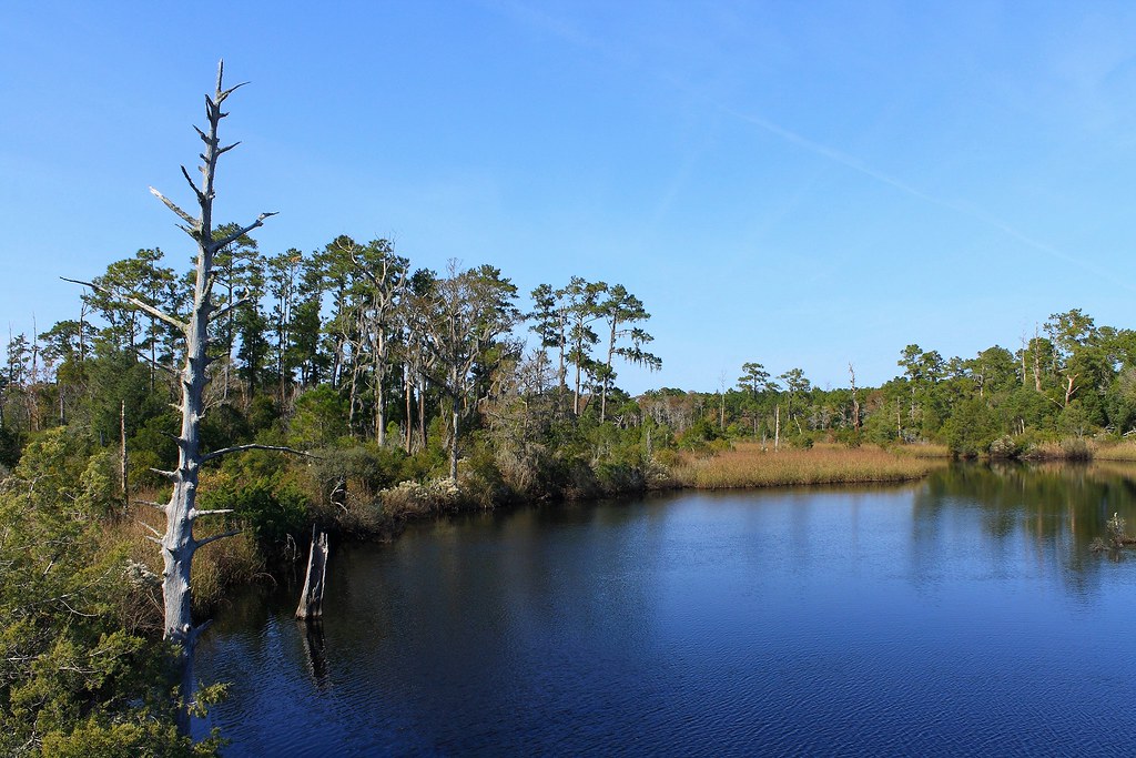 Broad Creek Latham Whitehurst Park near New Bern, NC Cedars Flickr