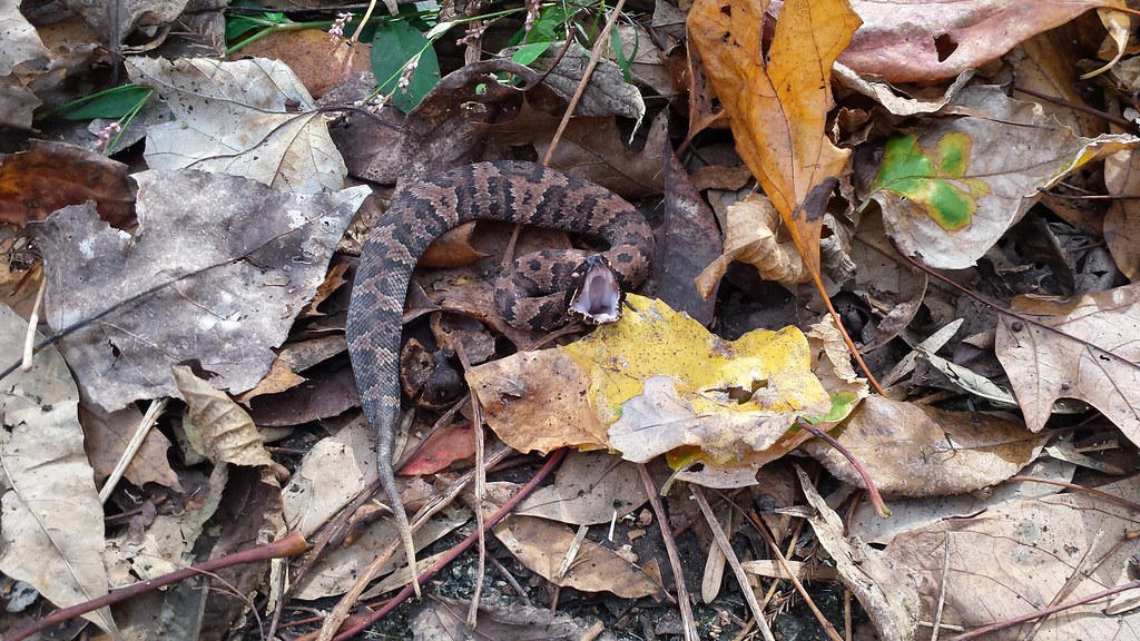 Juvenile Cottonmouth Snake The weather at Mingo National W… Flickr