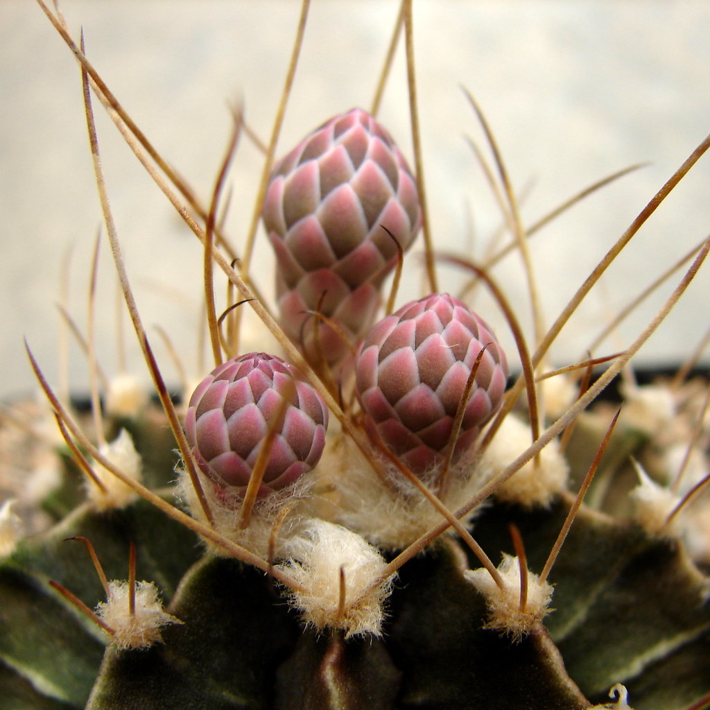 Cactus buds Gymnocalycium mihanovichii the buds look bet… Flickr