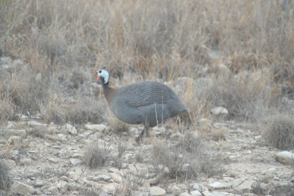 Young turkey I'm told this is a juvenile turkey. Colin McNamara