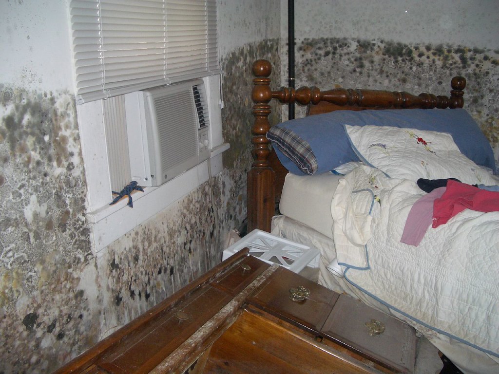 Mold growth in my bedroom The flood waters floated my bed … Flickr