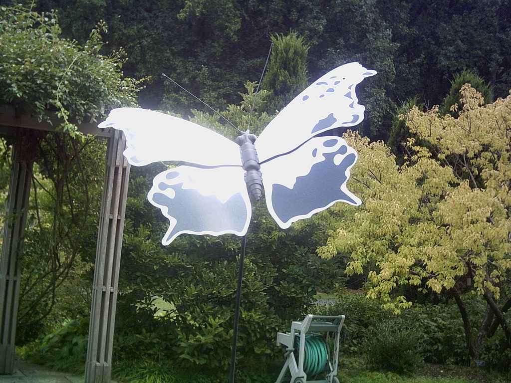 Butterfly Wheaton Park toyasweet2u Flickr