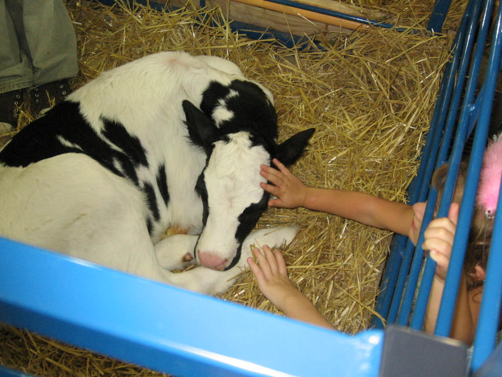 Baby diarrhea cow I'm pretty sure this was the diarrhea co… Flickr
