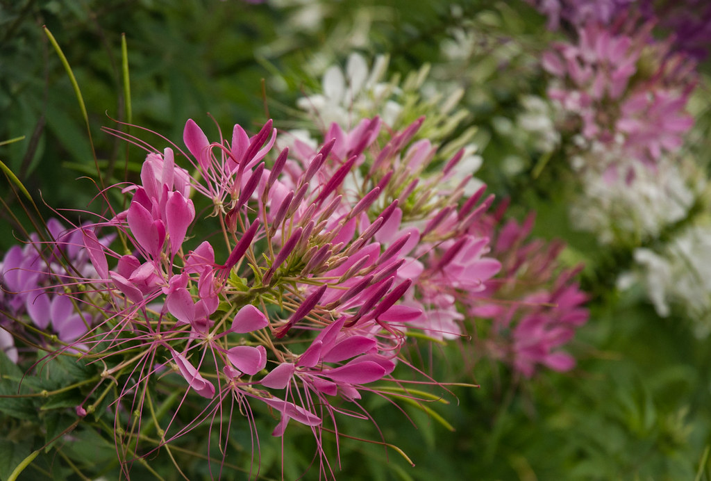 Flowers Flowers in front of the Quebec Parliament Building… Flickr