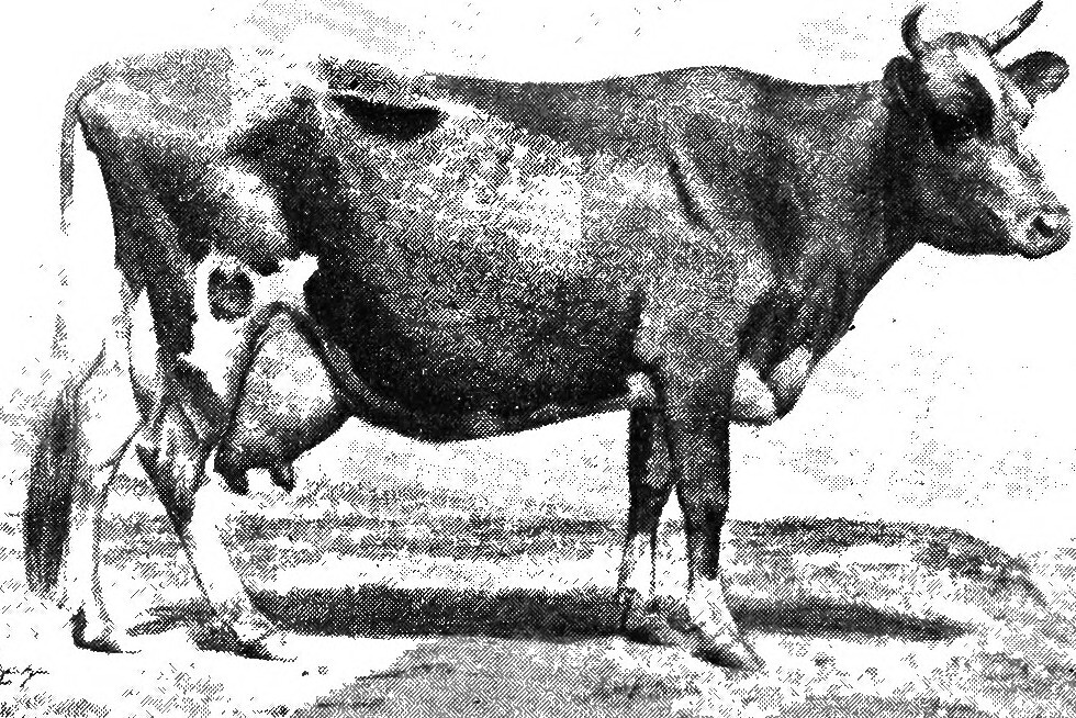 Image from page 119 of "The Guernsey breed" (1917) Flickr