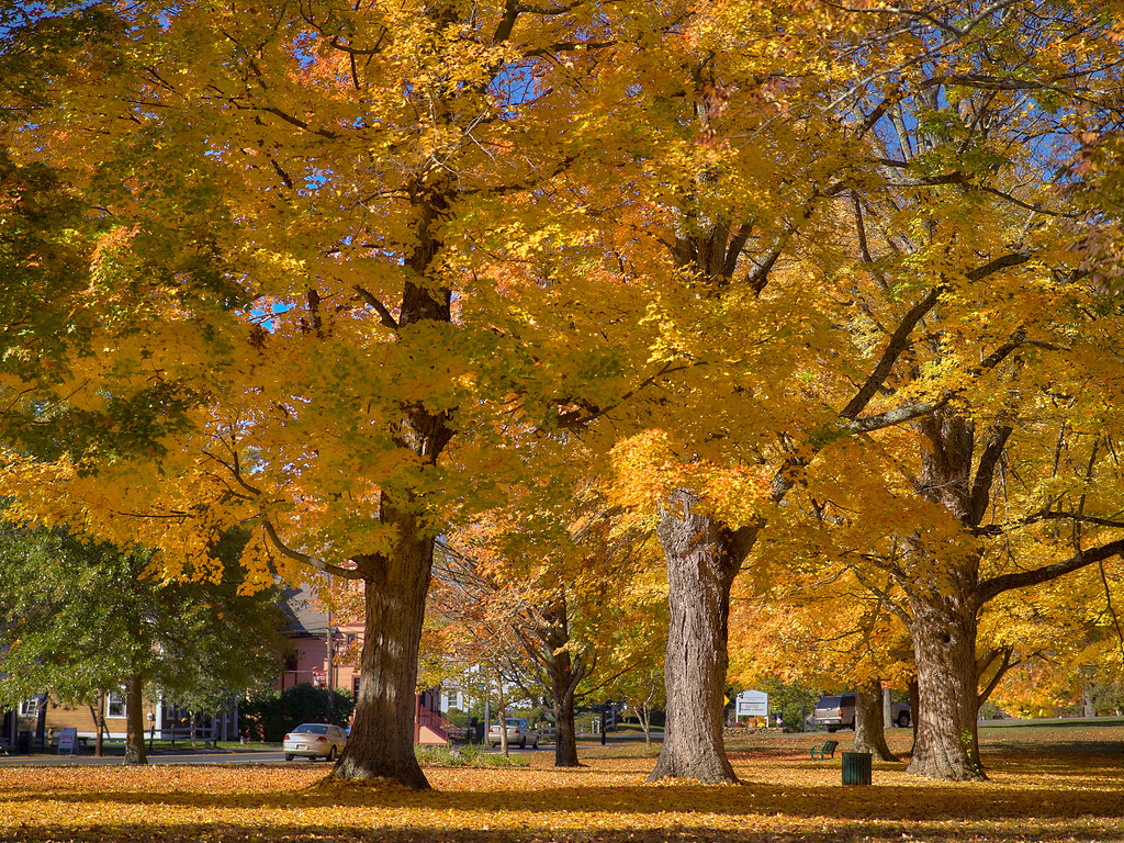 Autumn 2015 Brimfield Town Common, Brimfield MA Mamiya 135… Flickr