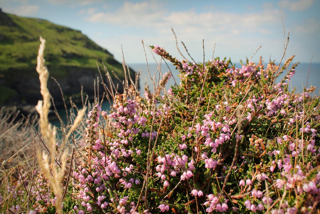 Heather on the Cliffs of Tintagel 2 chelsea stones Flickr
