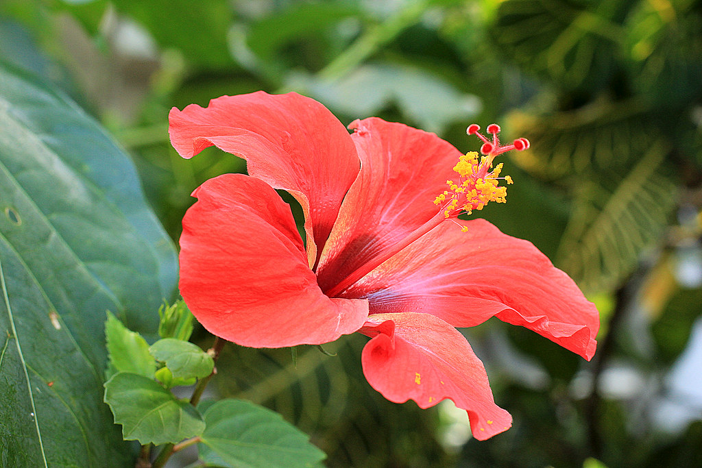 Samoan Beauty The hibiscus flowers can be seen in abundanc… Flickr