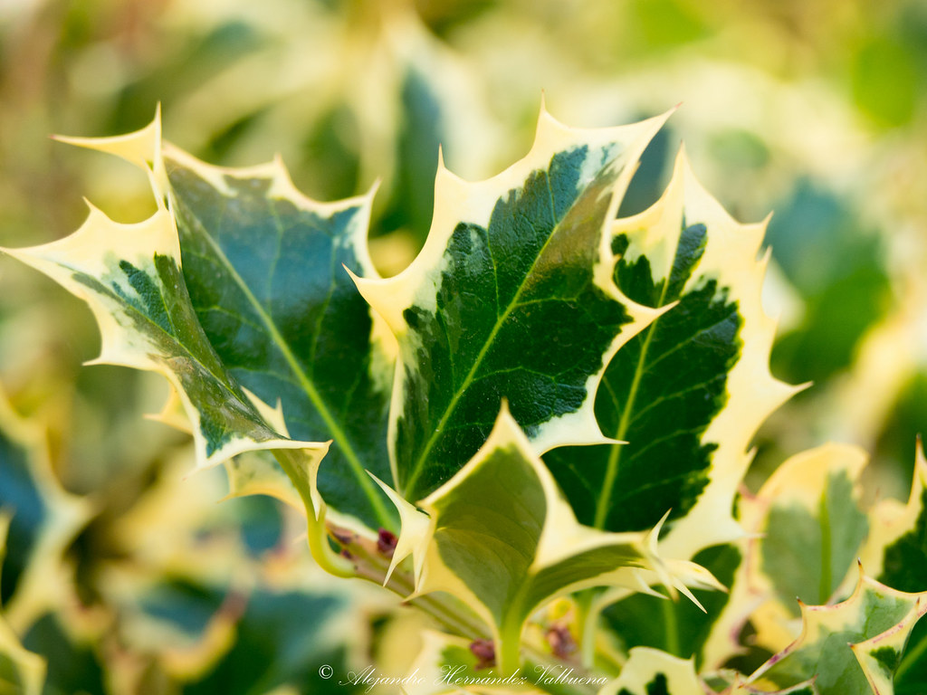 Holly Detail of holly leaves with bright green and yellow … Flickr
