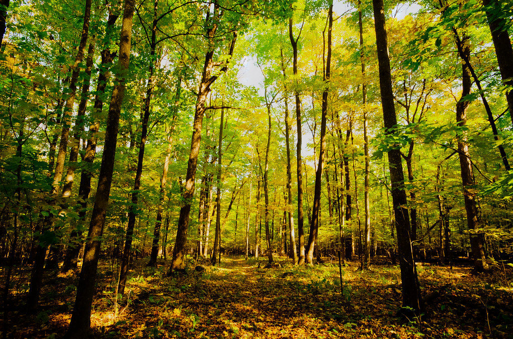 Forest Powers Bluff Maple Woods Wisconsin State Natural Ar… Flickr