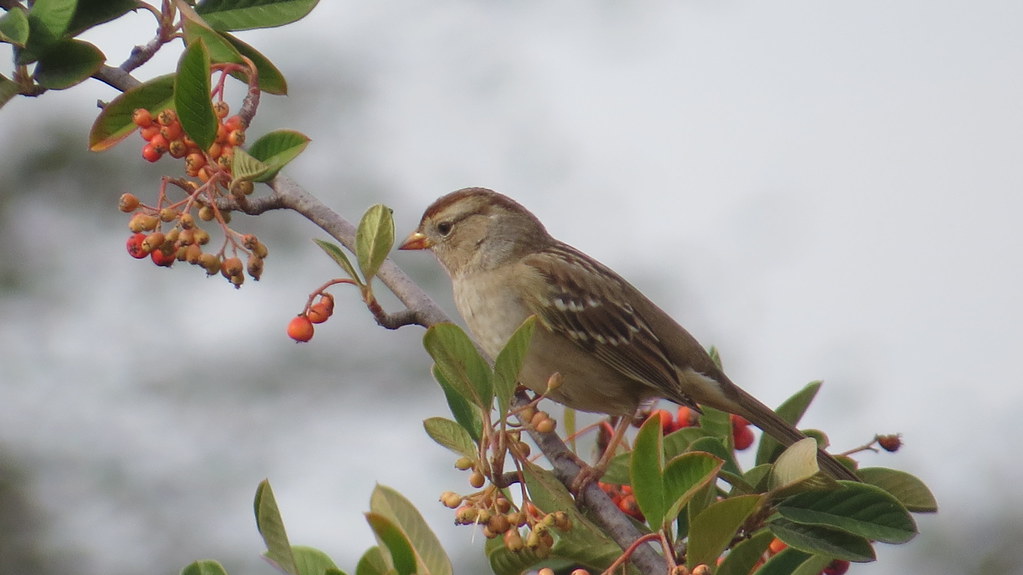 ? Sparrow, Mills Estate Park, Millbrae CA Leah Moffatt Flickr