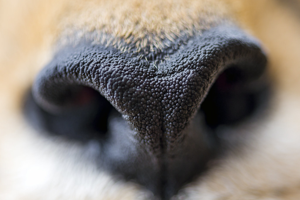 The nose of a cheetah I took a macro shot of Sithle's nose… Flickr