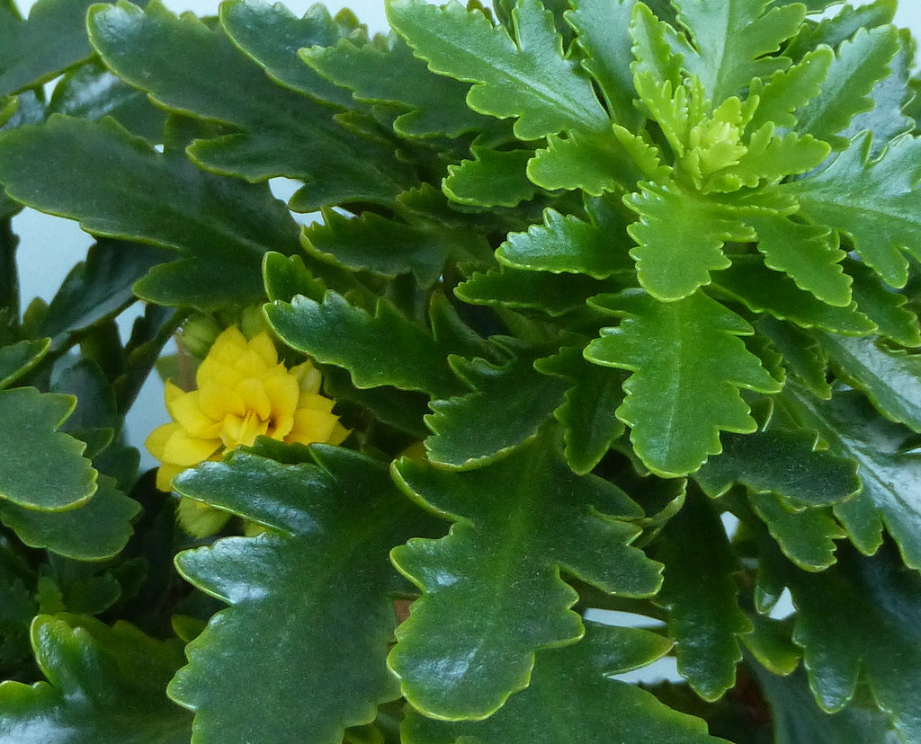 yellow flowering Kalanchoe with serrated leaves 28th