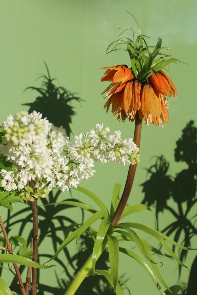 Flowers Hannah Mason Flickr