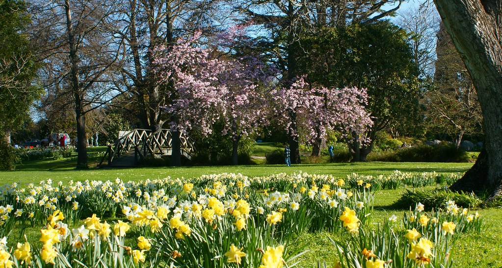 Christchurch Mona Vale Homestead/Gardens (2) Daffodils in… Flickr